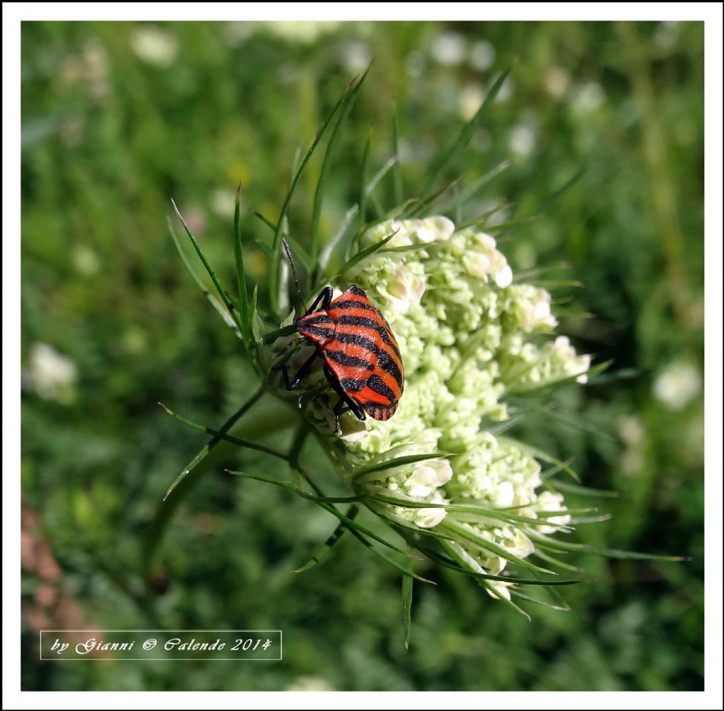 Graphosoma italicum? S